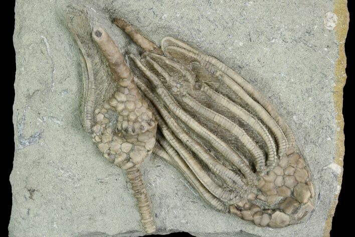 Two Crinoid (Macrocrinus) Fossils - Crawfordsville, Indiana #122979